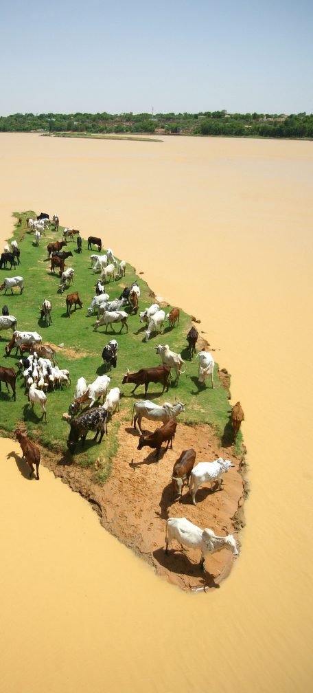 ILRI, Stevie Mann - Livestock graze on an island in the Niger